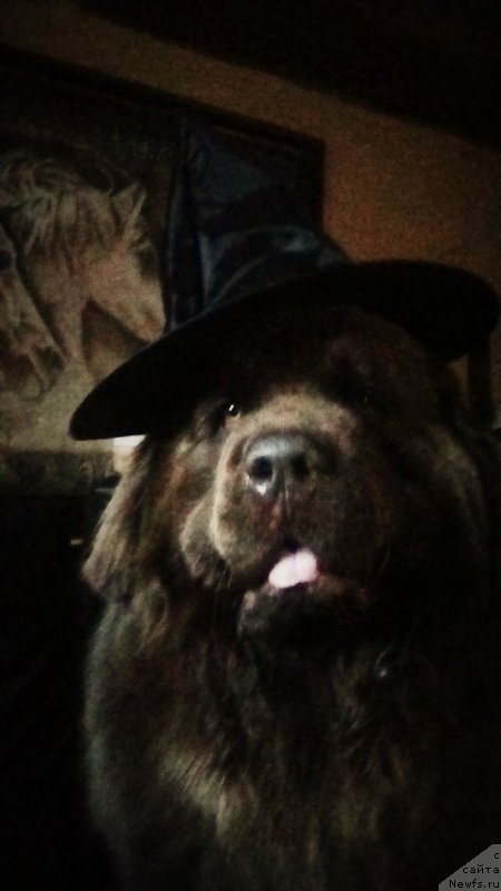 Фото: ньюфаундленд Нобл Кинг Май Лорд Симба