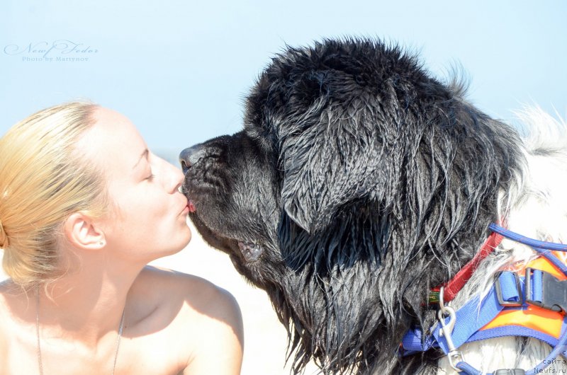 Фото: ньюфаундленд Энджелс Кипер Нибелунг (Angels Keeper Nibelung), Ольга Мартынова