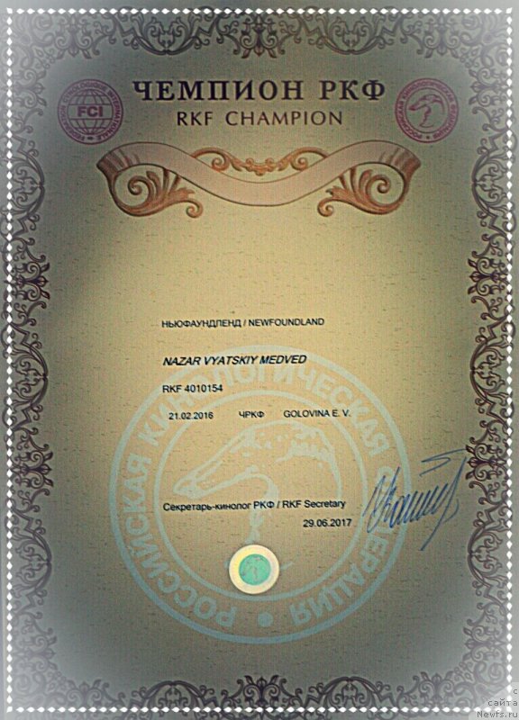 Фото: ньюфаундленд Назар Вятский Медведь (Nazar Vyatskiy Medved)