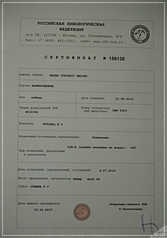 Фото: ньюфаундленд Назар Вятский Медведь (Nazar Vyatskiy Medved)