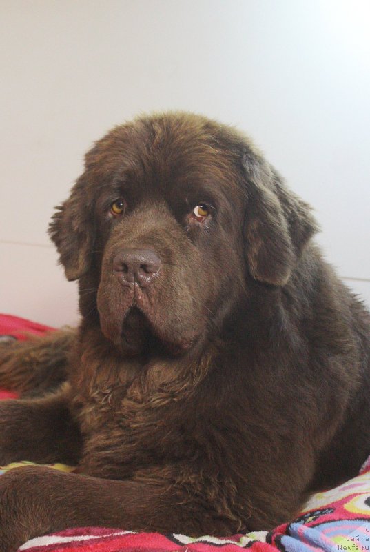 Фото: ньюфаундленд Наоми Таголири фор Браунблад (Naomi Tagoliri for Brouwnblood)