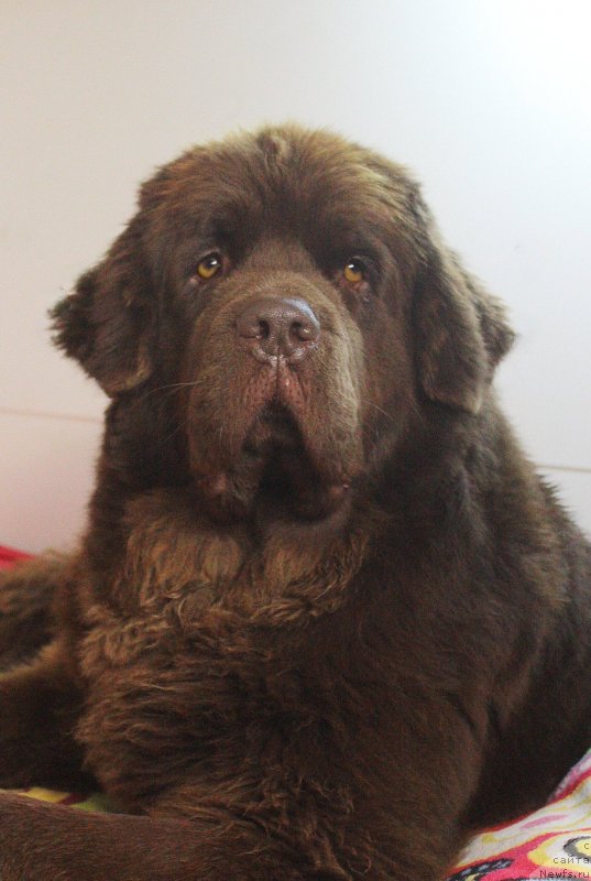 Фото: ньюфаундленд Наоми Таголири фор Браунблад (Naomi Tagoliri for Brouwnblood)