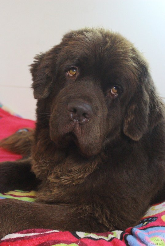 Фото: ньюфаундленд Наоми Таголири фор Браунблад (Naomi Tagoliri for Brouwnblood)