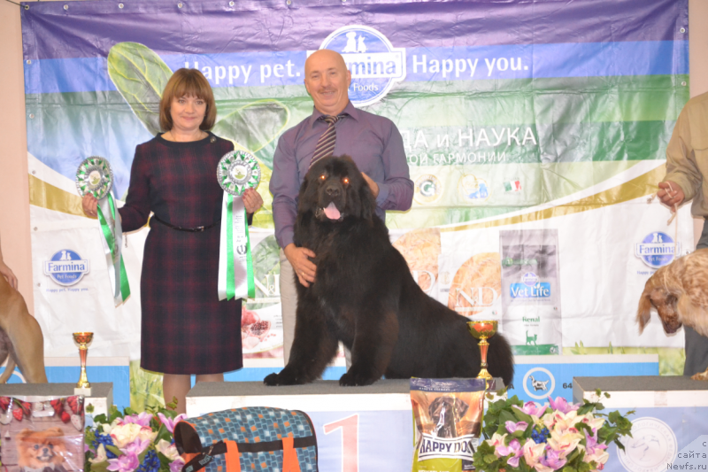 Фото: ньюфаундленд Сент Джонс Эксклюзив (Sent Djons Exclusive)