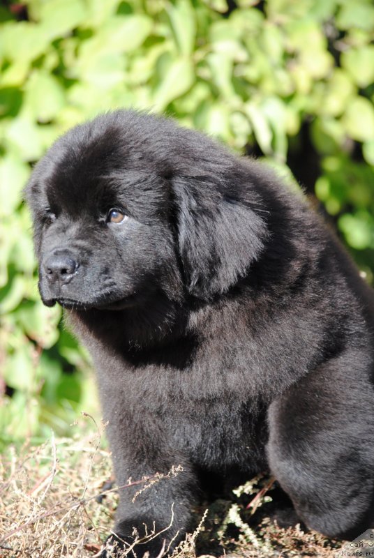 Фотография № 230585