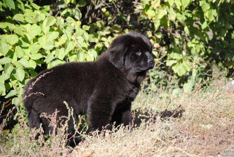 Фото: ньюфаундленд Моя Стихия О'Хара