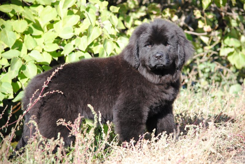 Фотография № 230587