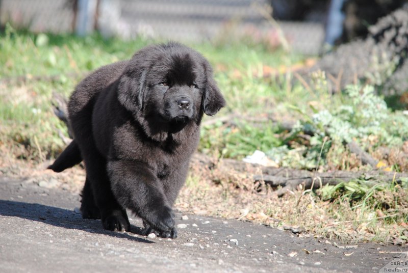 Фото: ньюфаундленд Моя Стихия О'Хара