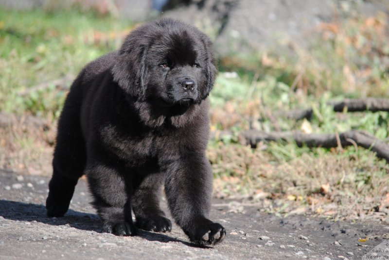 Фотография № 230589