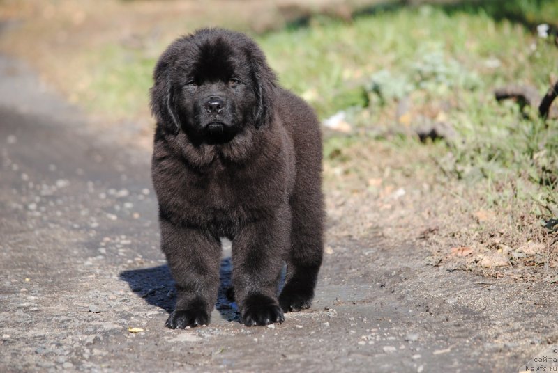 Фото: ньюфаундленд Моя Стихия О'Хара