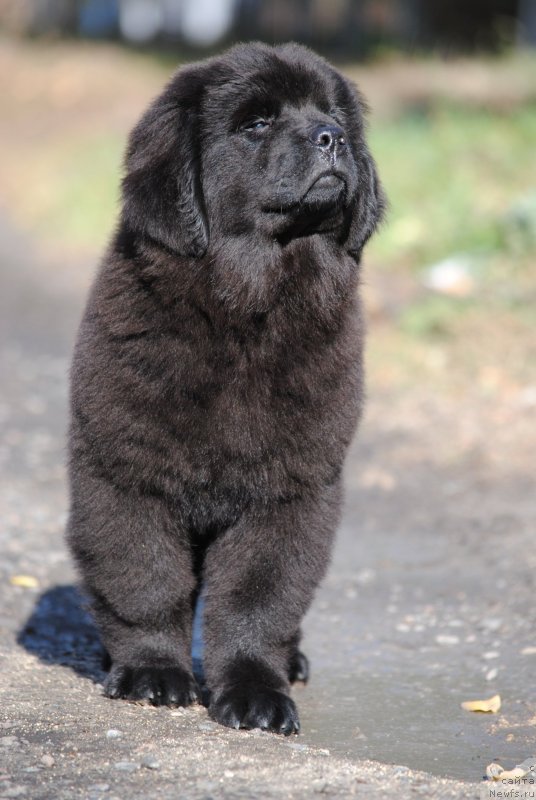 Фотография № 230591