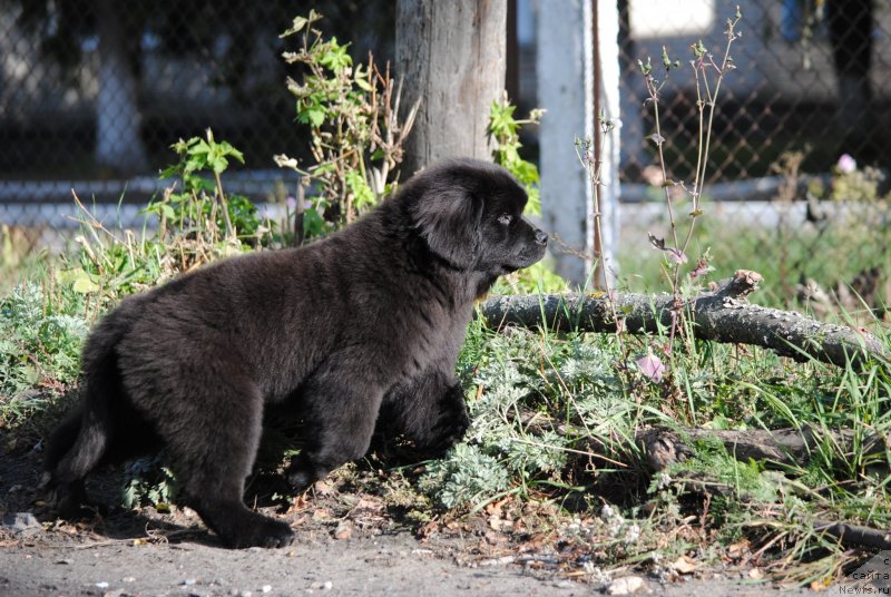 Фото: ньюфаундленд Моя Стихия О'Хара