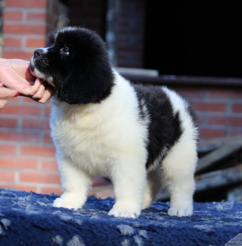 Фотография № 230595