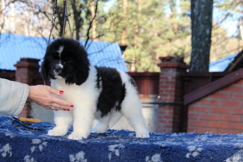 Фото: ньюфаундленд Супер Премиум Юелена Принцесс оф Россия (Super Premium Yelena Princess of Russia)