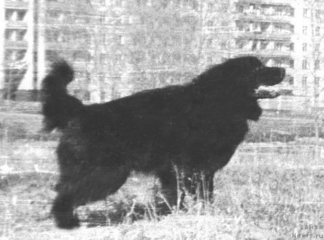 Фото: ньюфаундленд Зар Мацони