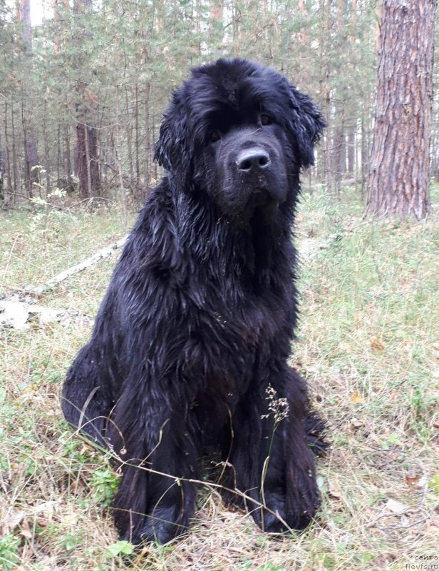 Фотография № 230604