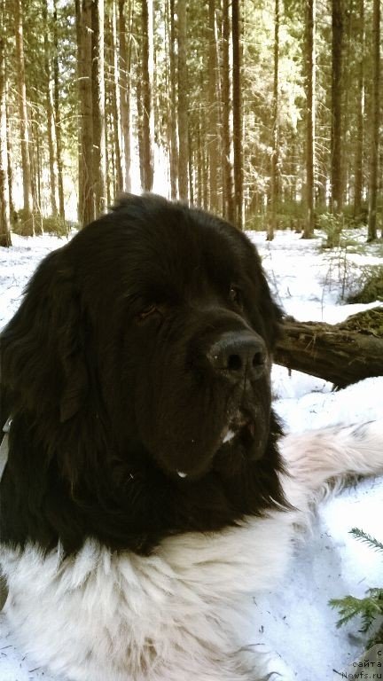 Фото: ньюфаундленд Супер Бизон Жофрей