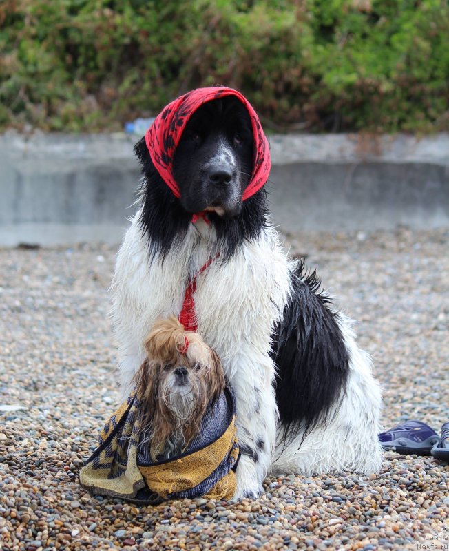 Фотография № 230615