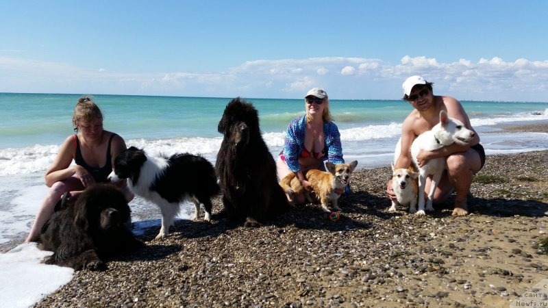 Фото: ньюфаундленд Мелти Вейв Марин Тифея (Melty Wave Marine Tifeya), Анна Петрушкина, ньюфаундленд Дюрбахлер Клаб Альфаретта Виньетта