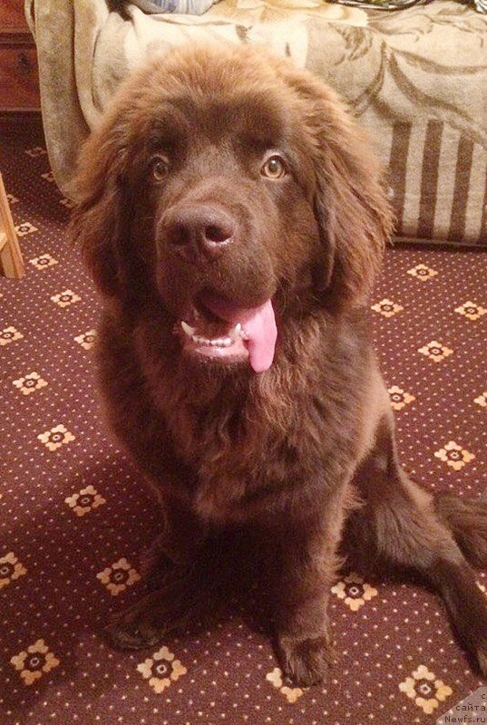 Фото: ньюфаундленд Браунблад МСК Джейн Венди