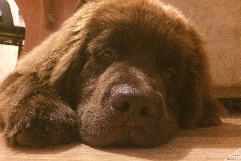 Фото: ньюфаундленд Браунблад МСК Джейн Венди