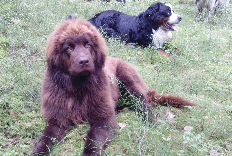 Фото: ньюфаундленд Браунблад МСК Дарлина Джой (Brownblood MSK Darlina Joy)
