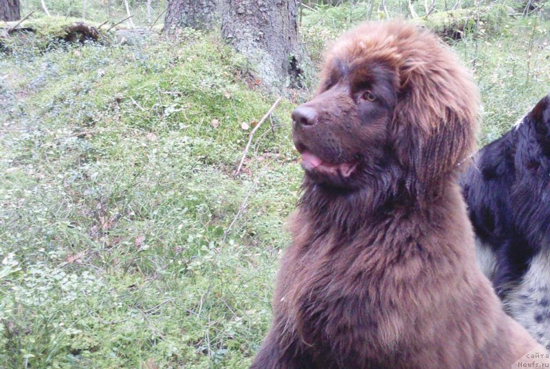 Фото: ньюфаундленд Браунблад МСК Дарлина Джой (Brownblood MSK Darlina Joy)