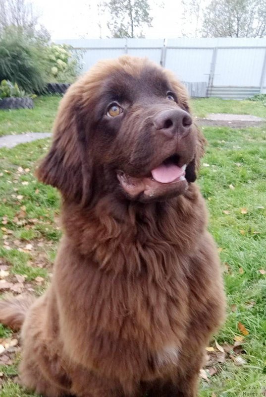 Фото: ньюфаундленд Браунблад МСК Дрими Эйн (Brownblood MSK Drimi Ein)