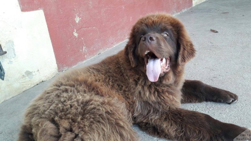 Фото: ньюфаундленд Браунблад МСК Джой Орсон