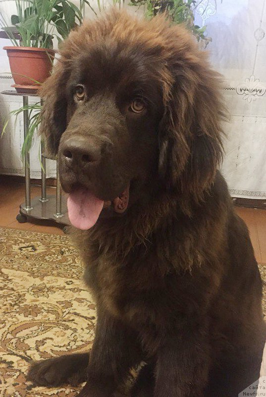 Фото: ньюфаундленд Браунблад МСК Донна Голди