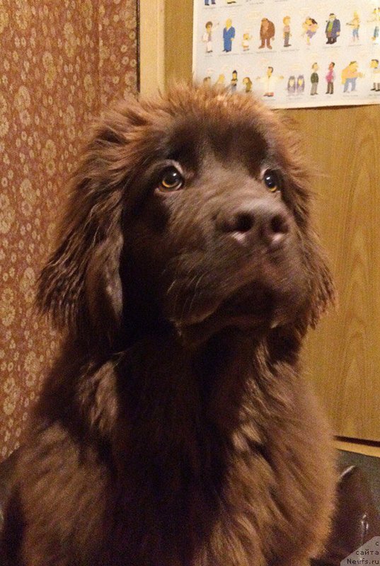 Фото: ньюфаундленд Браунблад МСК Дарли Ринна (Brownblood MSK Darley Rinna)