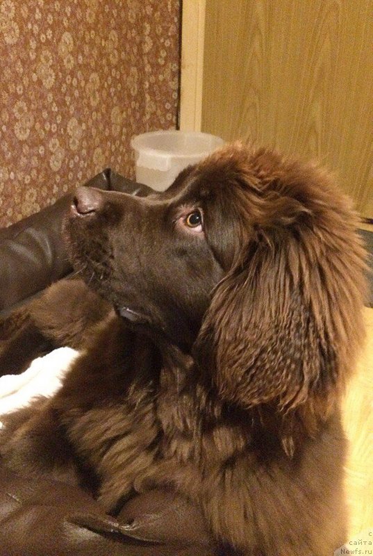 Фото: ньюфаундленд Браунблад МСК Дарли Ринна (Brownblood MSK Darley Rinna)