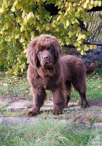 Фото: ньюфаундленд Браунблад МСК Двайт Гарнет