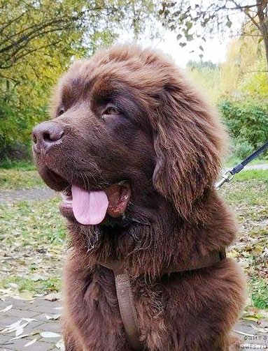 Фото: ньюфаундленд Браунблад МСК Двайт Гарнет