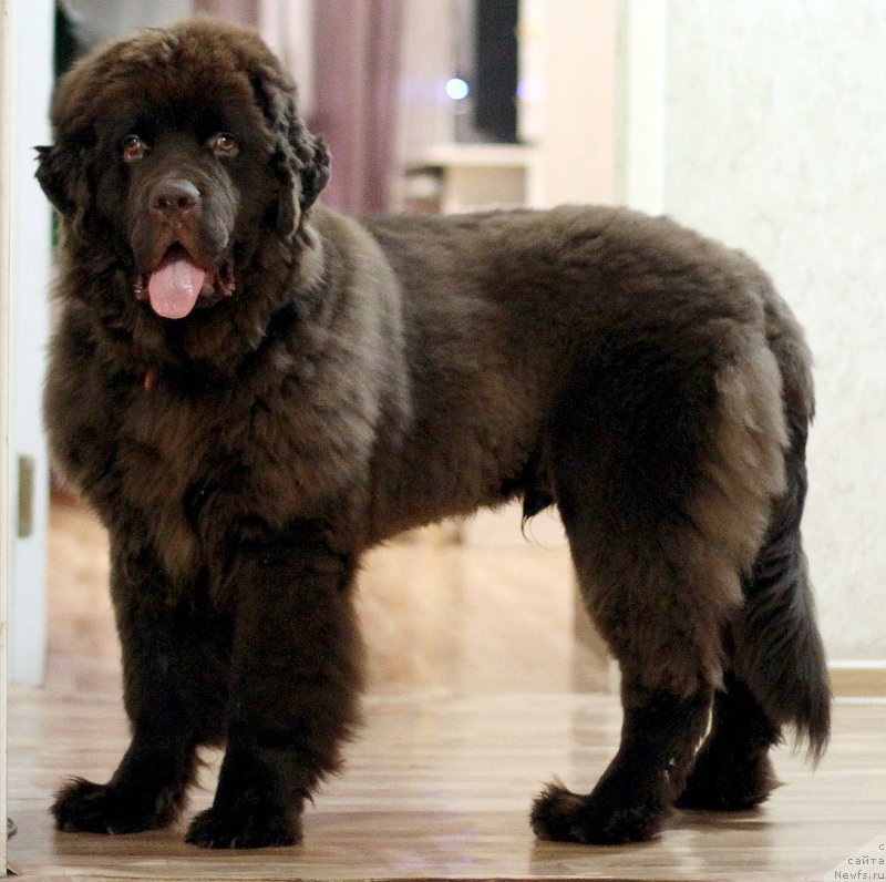 Фото: ньюфаундленд Браунблад МСК Даймонд Макс