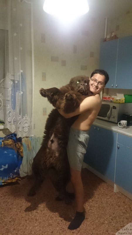 Фото: ньюфаундленд Браунблад МСК Даймонд Макс