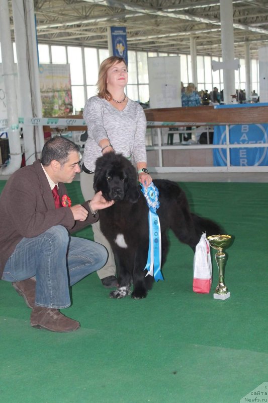 Фото: ньюфаундленд Thor-Mistral