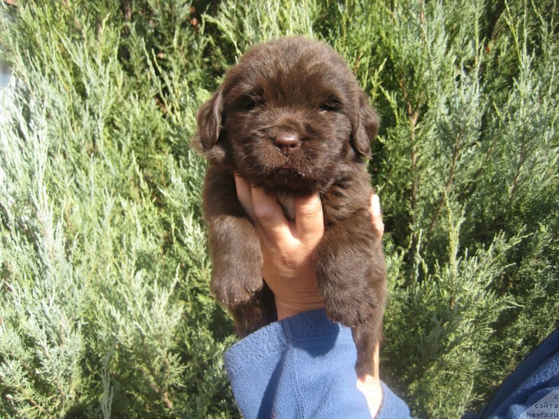 Фото: щенок