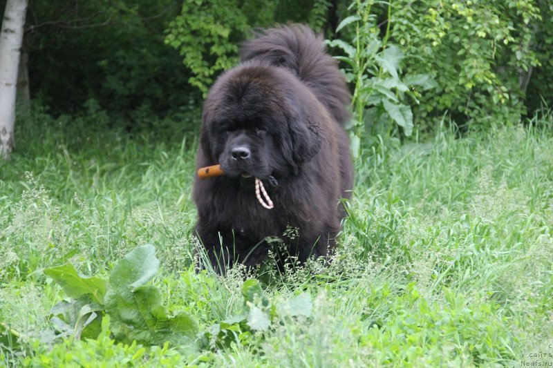 Фотография № 230691