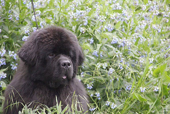 Фото: ньюфаундленд Жорж с Берега Дона (Zhorzh s Berega Dona)