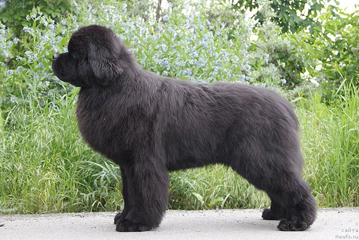 Фотография № 230694