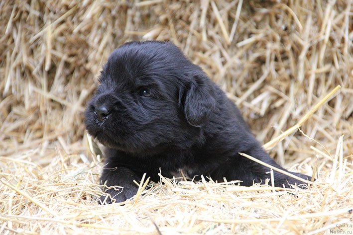 Фотография № 230696