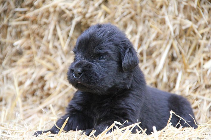 Фотография № 230698