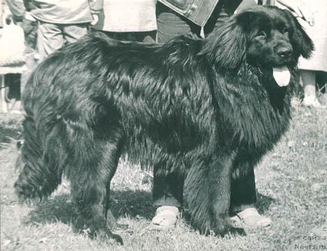 Фото: ньюфаундленд З Барон Мацони