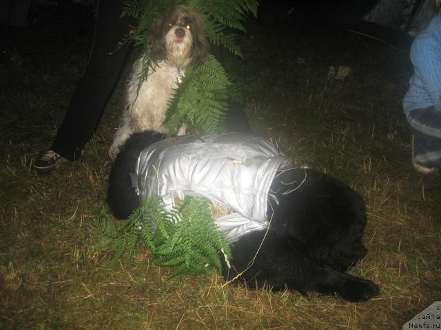 Фотография № 23070