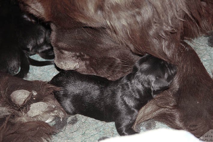 Фотография № 230701