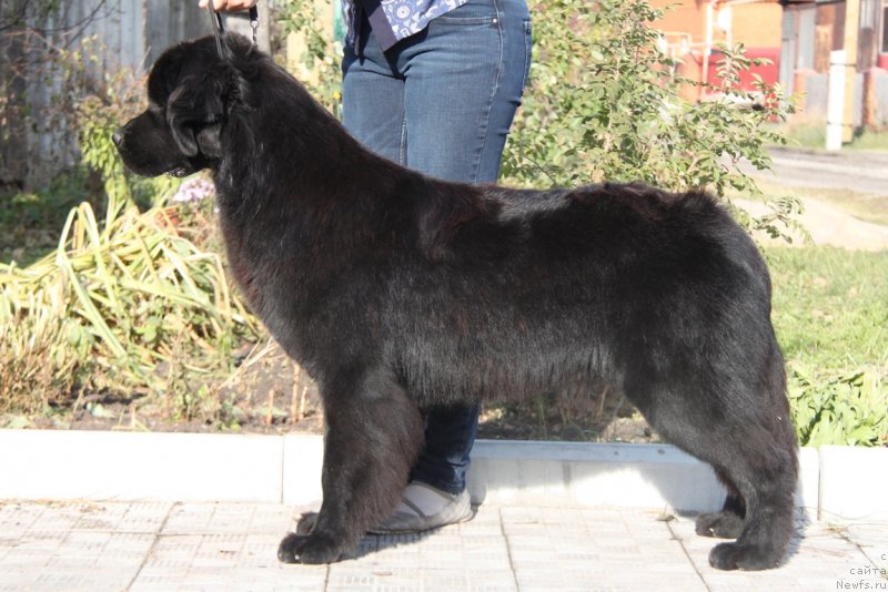 Фото: ньюфаундленд Аквиан Сонг Тесс