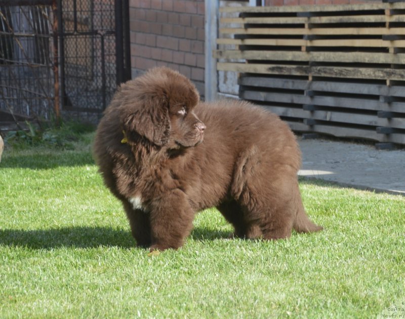 Фото: ньюфаундленд C'Нежная Вьюга Глоуинг Харт (S'Nezhnaya Vjuga Glowing Hart)