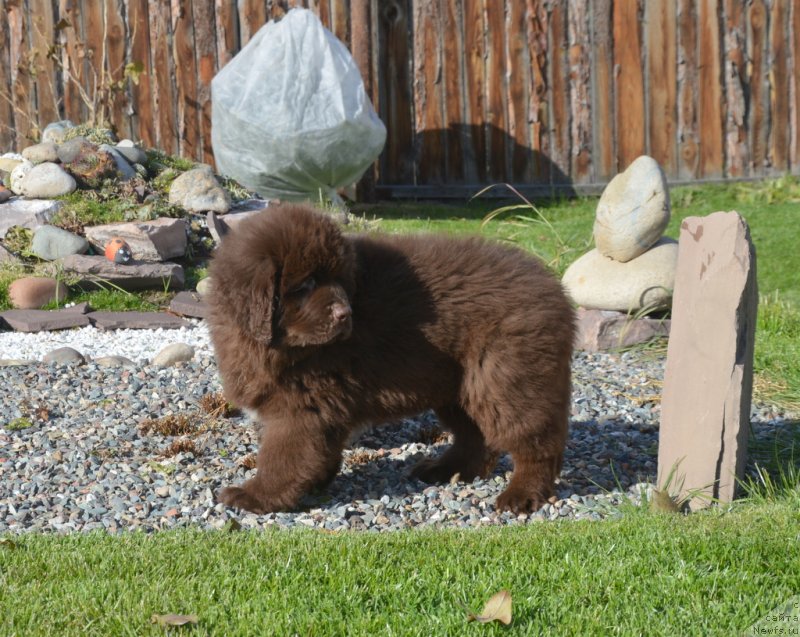Фото: ньюфаундленд C'Нежная Вьюга Глоуинг Харт (S'Nezhnaya Vjuga Glowing Hart)