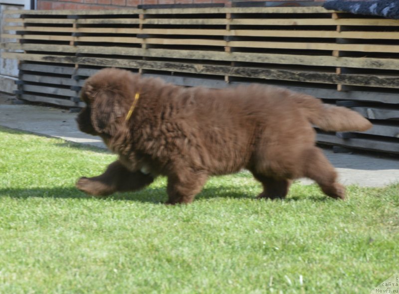 Фото: ньюфаундленд C'Нежная Вьюга Глоуинг Харт (S'Nezhnaya Vjuga Glowing Hart)